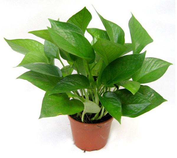 除甲醛植物排行榜前十名，你知道幾個(gè)？